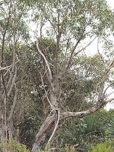 Eucalyptus remota p DEM8607 Flinders Chase NP